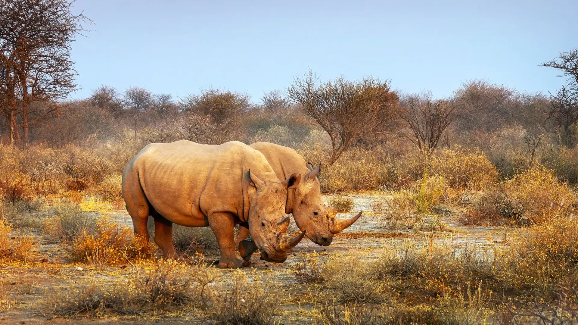 Safaris de brousse