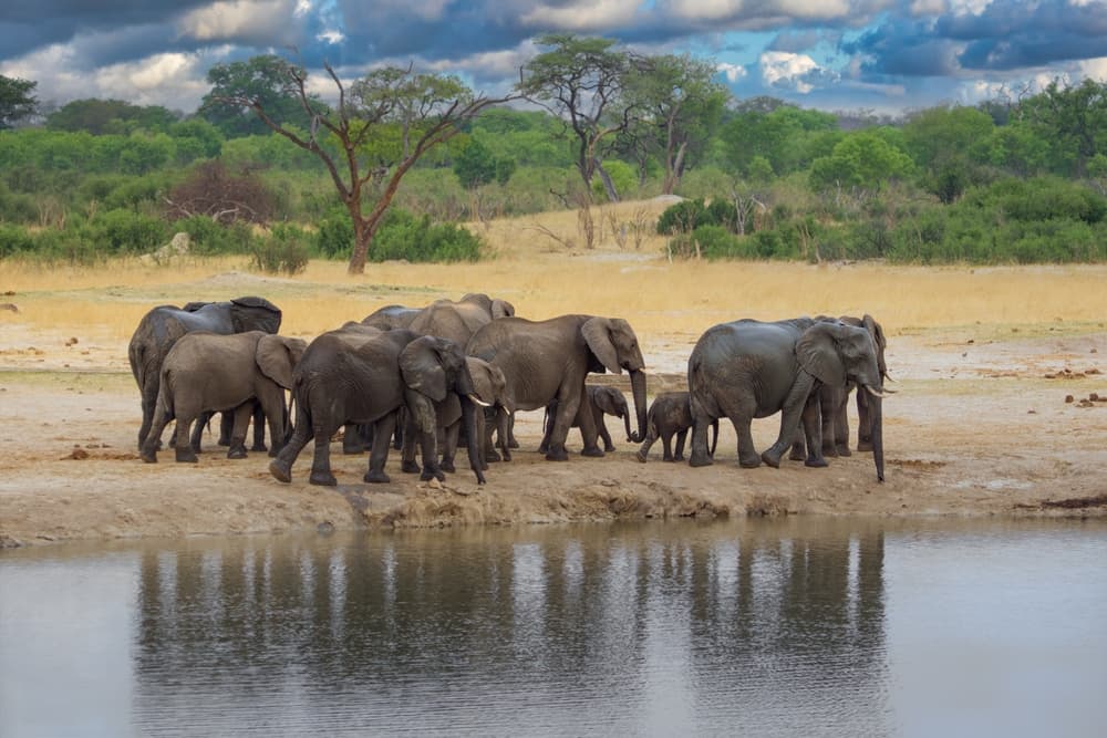 Parc National de Hwange
