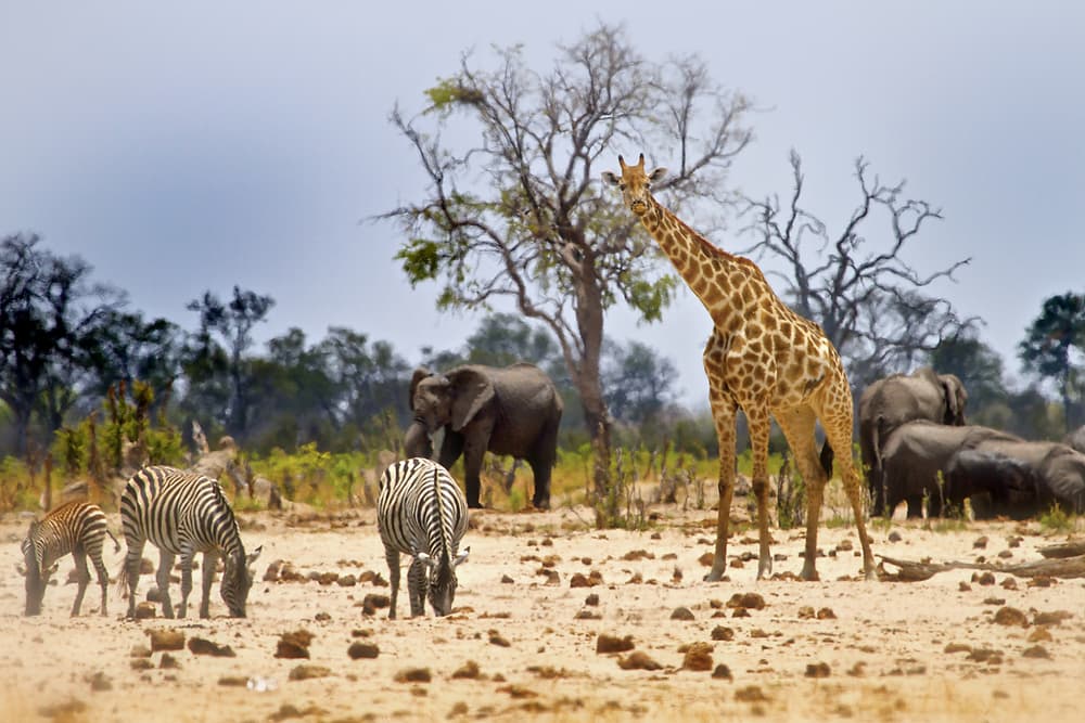 Parc National de Hwange
