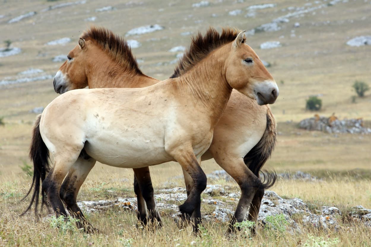 Parc national de Khustai
